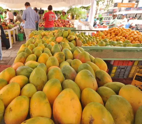 Exportación de mango aumenta a US$20 millones