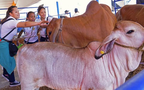Productores bovinos abogan por apoyo para impulsar la exportación