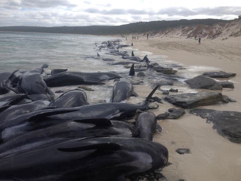 Más de 150 ballenas van a dar a playa de Australia y mueren