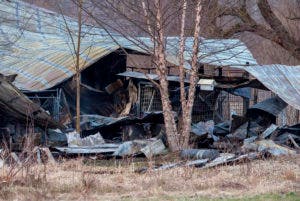 Mueren 30 perros en incendio de guardería canina en Michigan