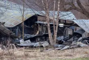 Mueren 30 perros en incendio de guardería canina en Michigan