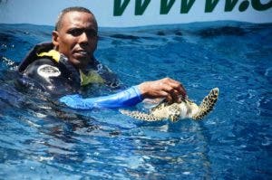 Ocean World y autoridades de Puerto Plata liberan tortugas en Océano Atlántico