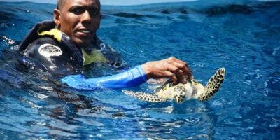 Ocean World y autoridades de Puerto Plata liberan tortugas en Océano Atlántico