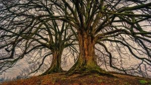 Mujer se “casa” con árbol centenario de Florida para evitar que lo talen