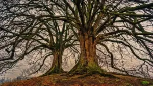 Mujer se “casa” con árbol centenario de Florida para evitar que lo talen