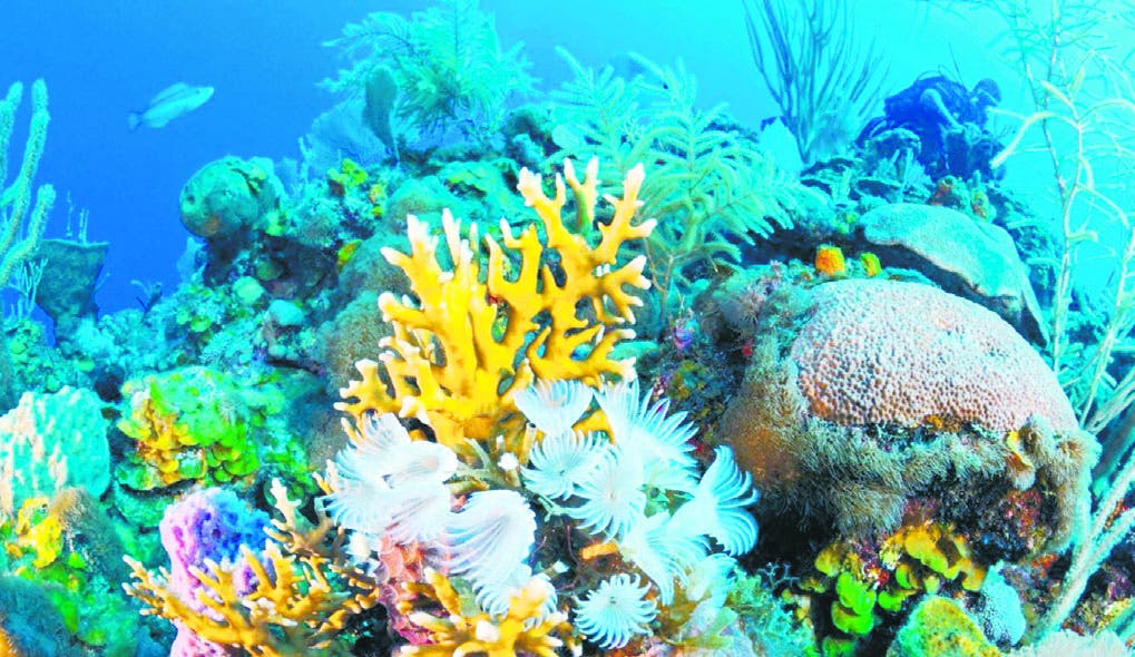 Contaminación y sobrepesca afectan  el 90 % de arrecifes coralinos del país