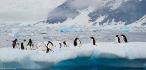 Antártida pierde un área de hielo submarino del tamaño de una isla española