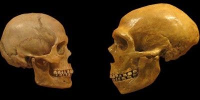 El motivo que pudo contribuir a la extinción de los neandertales y a que los Homo sapiens sobrevivieran