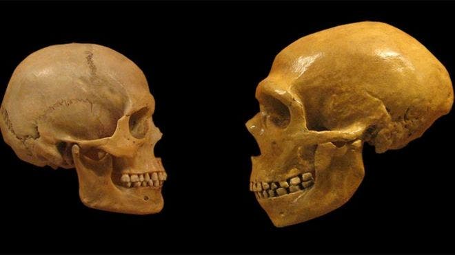 El motivo que pudo contribuir a la extinción de los neandertales y a que los Homo sapiens sobrevivieran