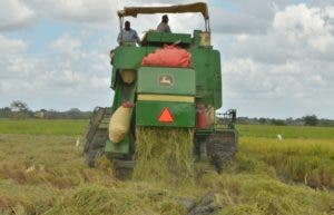 Arroceros aplauden anuncio del Presidente para proteger productores del cereal