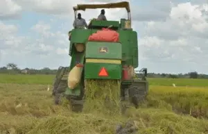 Arroceros aplauden anuncio del Presidente para proteger productores del cereal