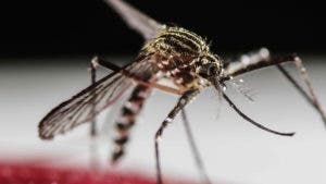 Descubren en China el mayor mosquito del mundo, con 11 centímetros de envergadura