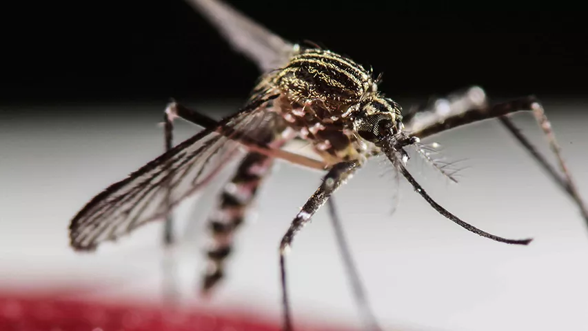 mosquito