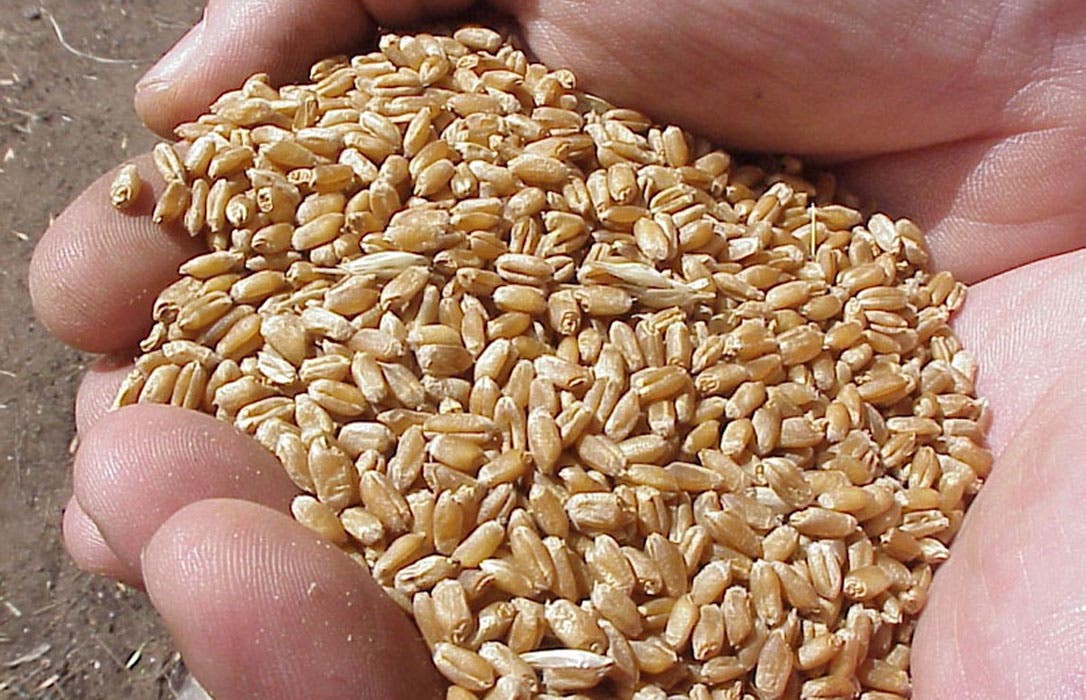 Aquí te decimos 10 beneficios del germen de trigo