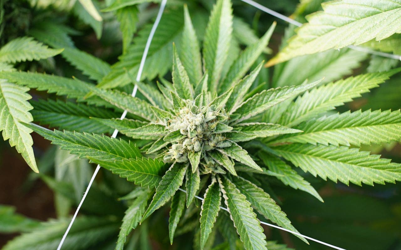 El cannabis sigue prohibido; el tramadol fuera de la lista AMA hasta 2024