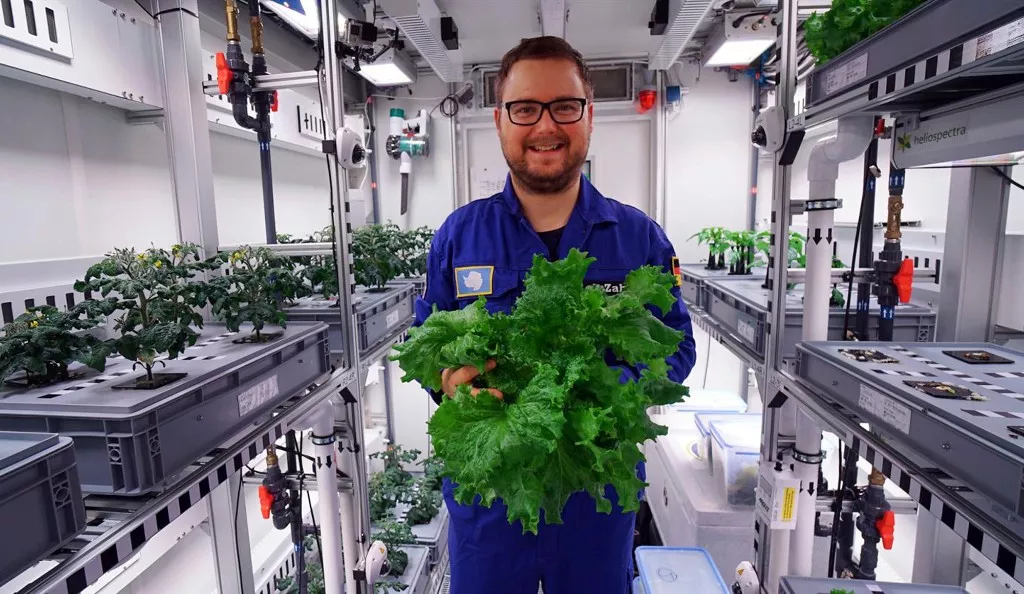 Científicos cosechan primeros vegetales en huerto en Antártida