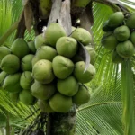 RD supera las 396 mil tareas cultivadas de coco