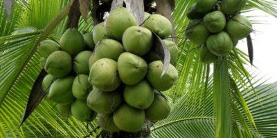 República Dominicana exportará por primera vez cocos verdes a Estados Unidos