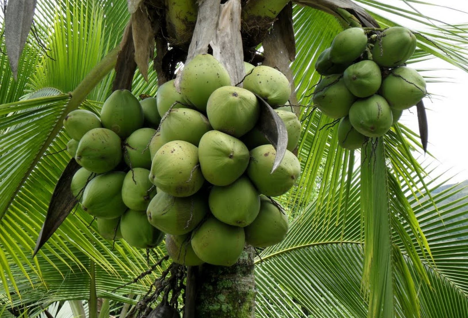 Demanda de coco sube en mercado internacional