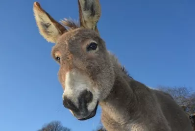 Alumno lleva un burro a escuela pidió profesor