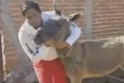 Un político besó un burro en busca de votos