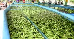 República Dominicana y cinco países latinoamericanos exigen a Europa un precio justo por el banano