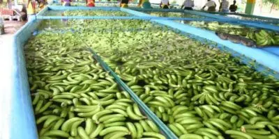 República Dominicana y cinco países latinoamericanos exigen a Europa un precio justo por el banano