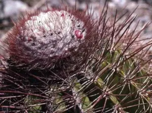 El cactus: planta de gran demanda mundial