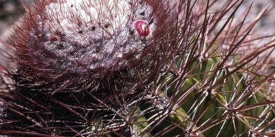 El cactus: planta de gran demanda mundial