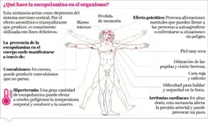 La burundanga es una planta que tiene un alto contenido tóxico