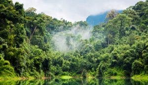 Los árboles más altos y viejos resisten mejor las sequías en la Amazonía