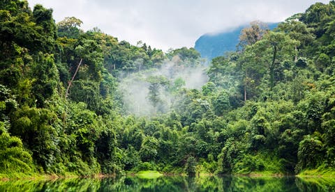 Los árboles más altos y viejos resisten mejor las sequías en la Amazonía