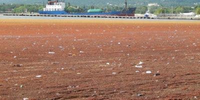 Senador Eddy Mateo sugiere creación de comisión para el manejo de las algas