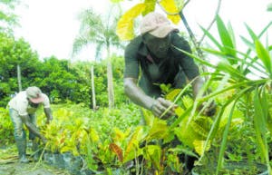 El desarrollo de viveros también beneficia la ecología.