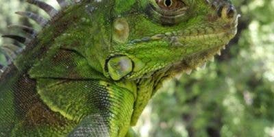 Florida: Iguana se mete en una estación y deja 1,500 hogares sin energía eléctrica