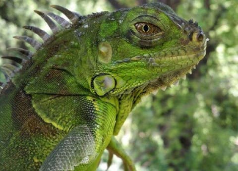 Medio Ambiente alerta peligro y propagación de la iguana verde
