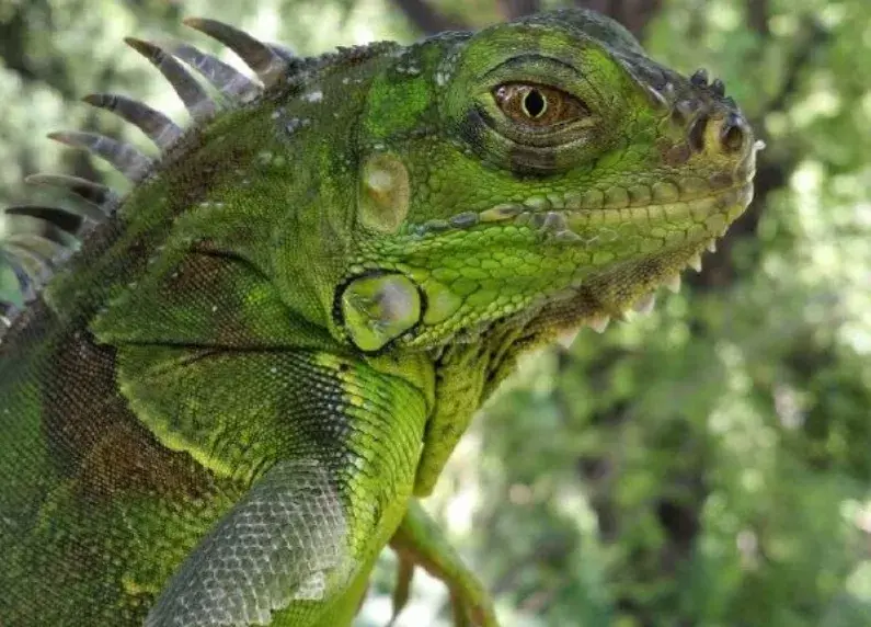 Florida: Iguana se mete en una estación y deja 1,500 hogares sin energía eléctrica