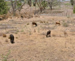 Sequía afecta 120 mil tareas de  rubros agrícolas