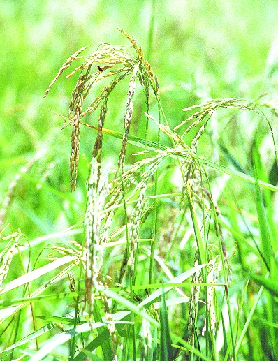 El Indhri restringe  la siembra de arroz