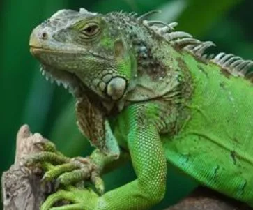 Medio Ambiente alerta sobre propagación de iguana verde