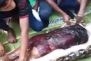 Una pitón se tragó una mujer en Indonesia