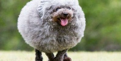 Insólito!!! Peluquera hace corte de bola a un cachorro