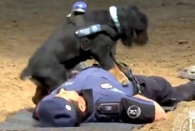 Insólito!!! Perro policía hace reanimación cardiopulmonar