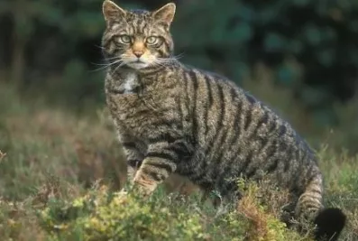 Abuela mata con sus manos gato montés la atacó