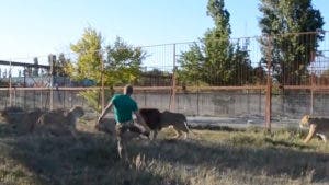 VIDEO: Cuidador de zoo ruso dispersa a un grupo de 7 leones ‘armado’ con una chancleta