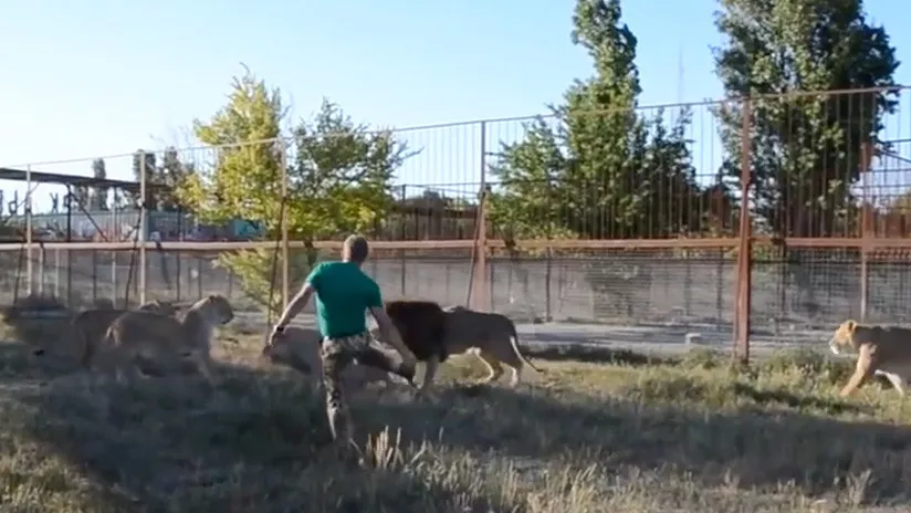 VIDEO: Cuidador de zoo ruso dispersa a un grupo de 7 leones 'armado' con una chancleta