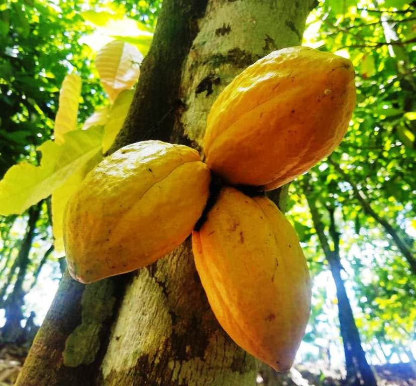 Productores de cacao en Altamira siguen tecnificando sus actividades con proyecciones internacionales
