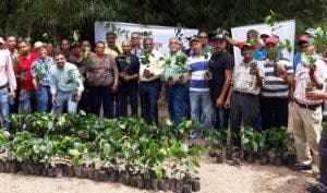 Indocafe inicia entrega escalada de plantas de café tolerantes a la roya en Puerto Plata