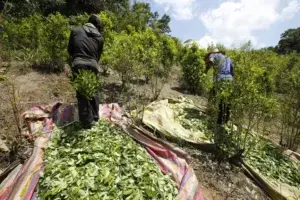 Cultivo de coca en Colombia alcanzó cifra récord de 209.000 hectáreas en 2017