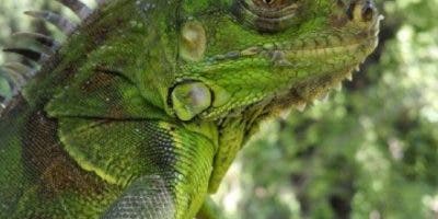 Medio Ambiente advierte sobre peligros de la Iguana Verde comercializada como mascota